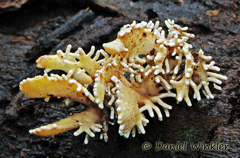 Amazon Cordyceps - Mushroaming Bolivia 2014 | Mushroaming - Daniel